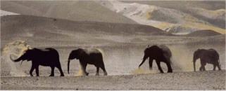 2004 - Elephant Portraits