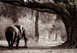 2003 - One Hundred Elephants